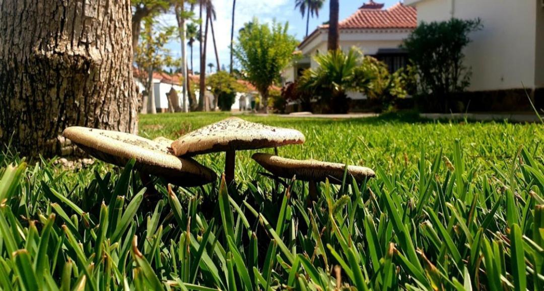 Bungalow Luisy Maspalomas  Dış mekan fotoğraf